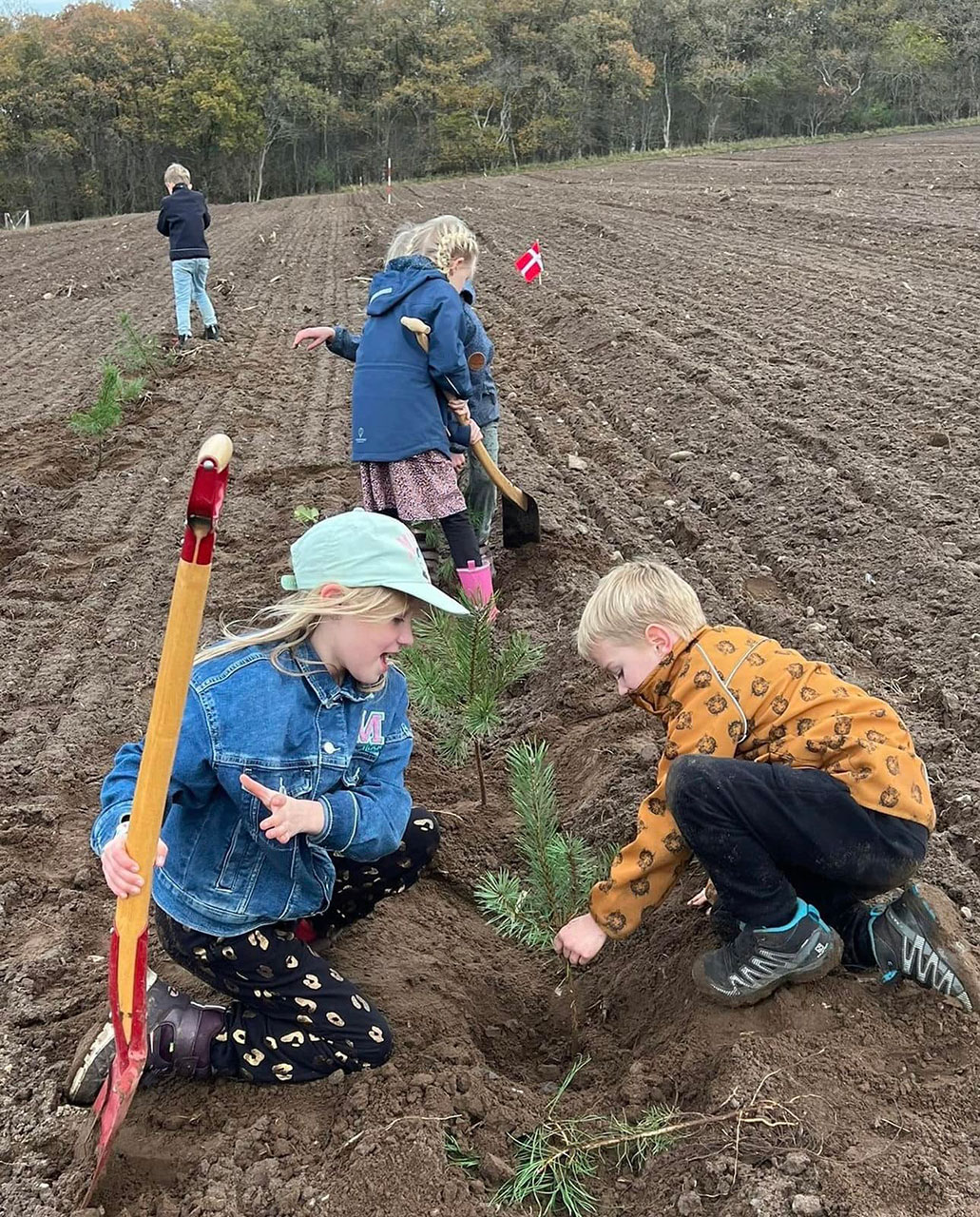 Skovrejsningerne genoptages - Plant et Træ