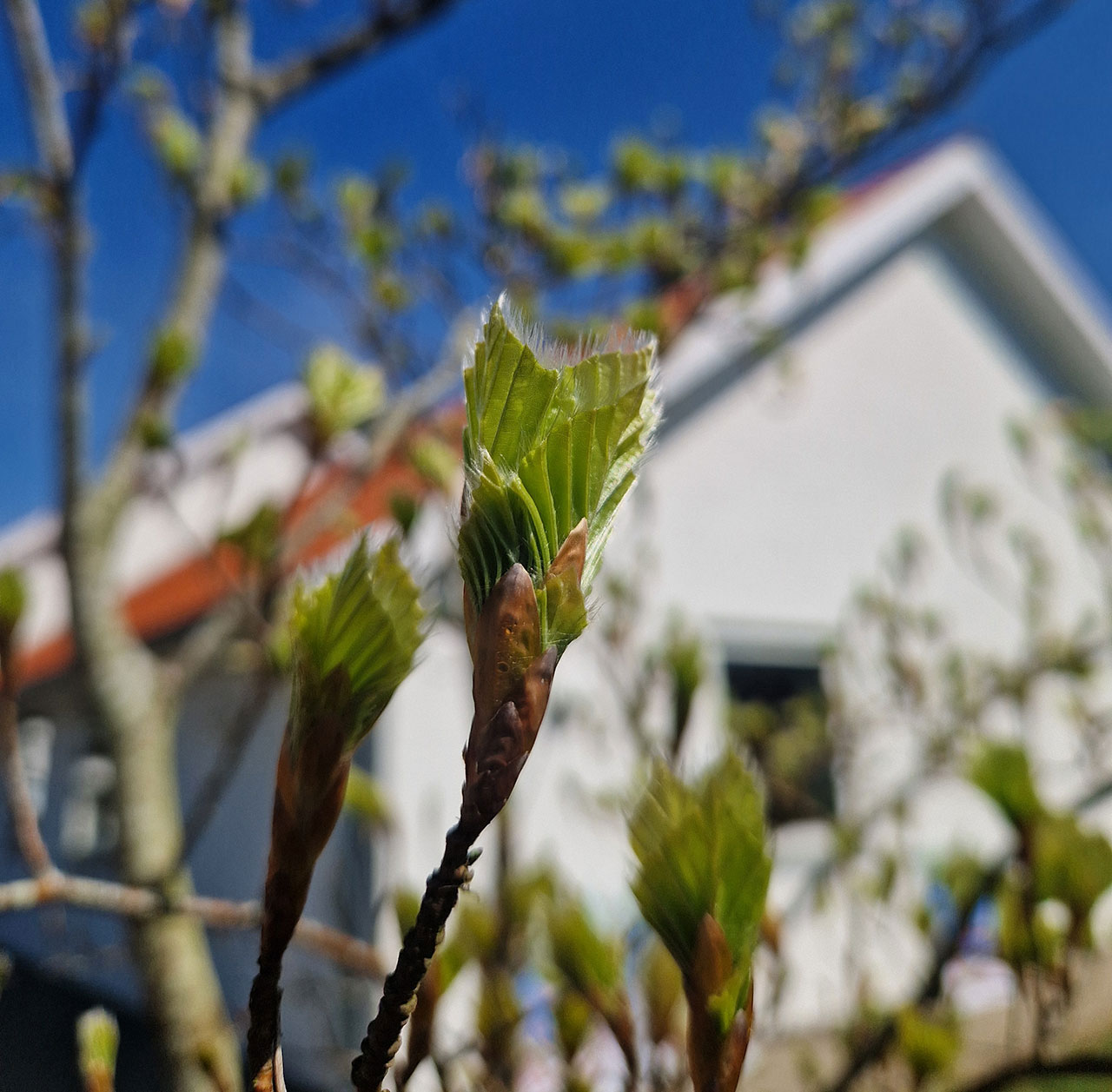 Plant et Træ | Non-profit organisation
